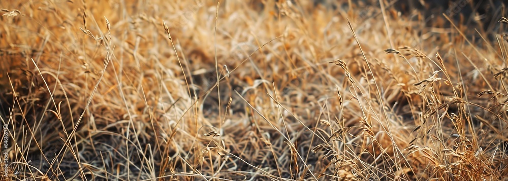 Fototapeta premium Dried grass after drought background