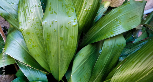 Aspidistra grandi verdi foglie si intrecciano bagnate dalla pioggia