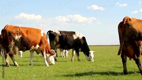 brown cows in the field, brown cows on a meadow