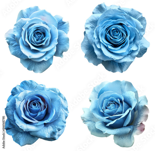 Set of four beautiful blue roses isolated on white background, close-up macro photography highlighting the intricate details of the petals.