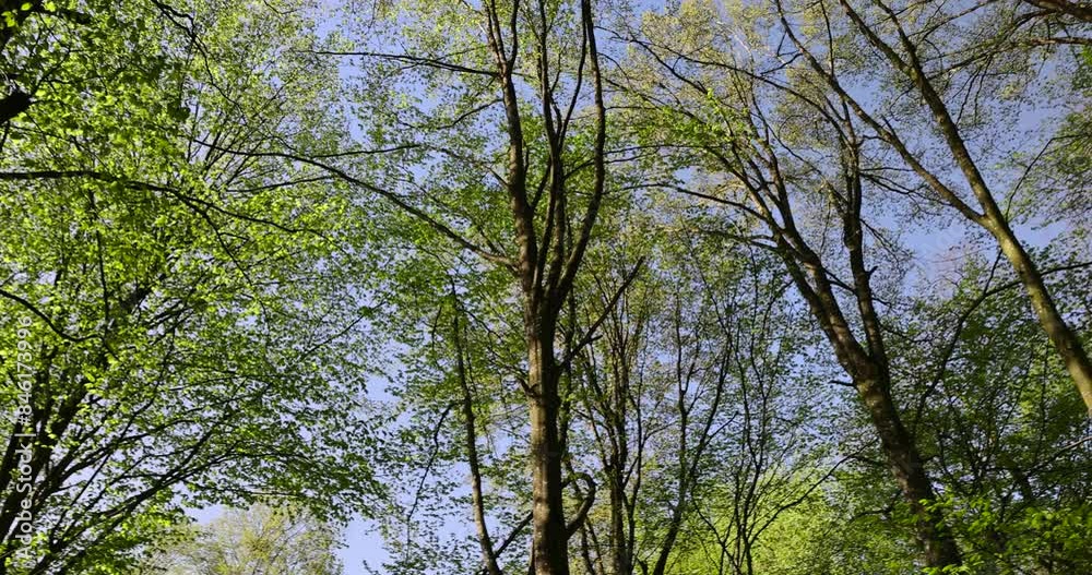 a large number of different deciduous trees in the summer, beautiful green foliage on the trees in the summer a large number of different deciduous trees in the summer, beautiful green foliage on the trees in the summer