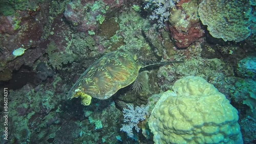 Slow motion of injured green sea turtle eating at the great barrier reef  photo