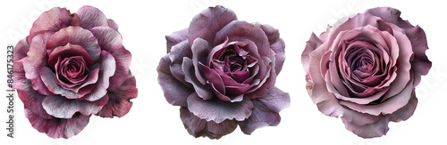 Three beautiful purple roses in full bloom, showcasing intricate petals and vibrant color. Perfect for nature, floral, or romantic themes.