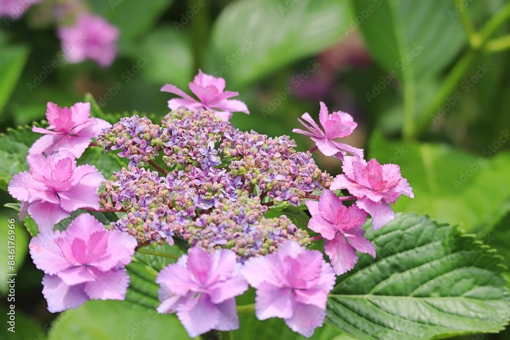 梅雨の紫陽花の花のアップ 星の桜