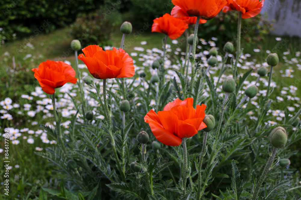 Blumen Blumen