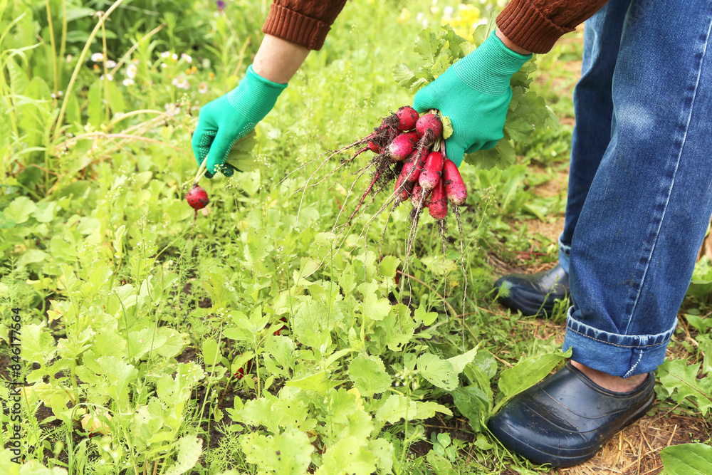 Fototapeta premium Farmer harvesting organic fresh dirty radish harvest in soil ground in garden on garden bed