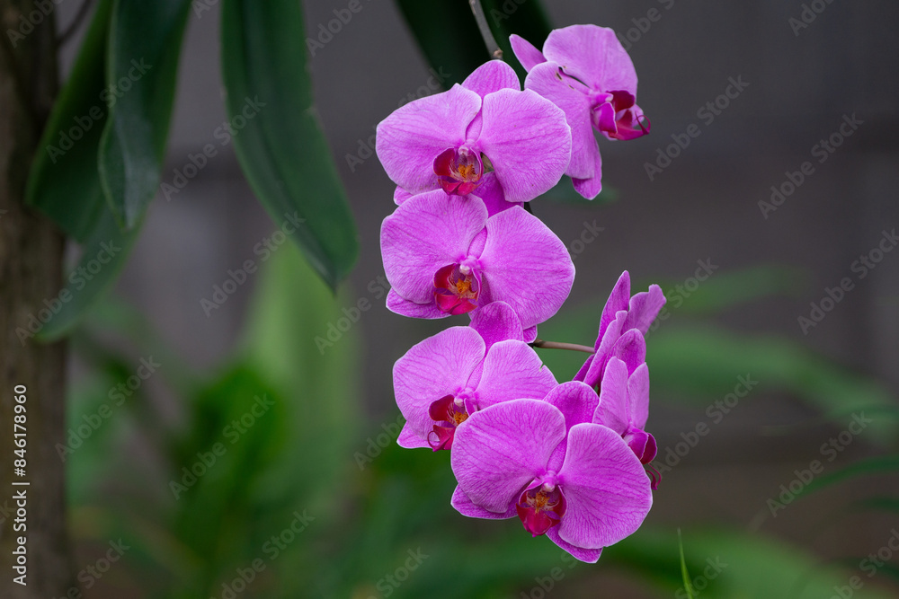 Fototapeta premium Close Up of Beautiful Purple Orchids with Green Leaves Background in public park