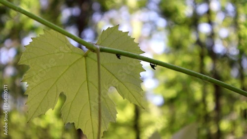 Invasive Threat: Lanternflies on Grapevine. Two spotted lanternflies perch on a grapevine stem, their presence highlighting the growing threat to agriculture and ecosystems.