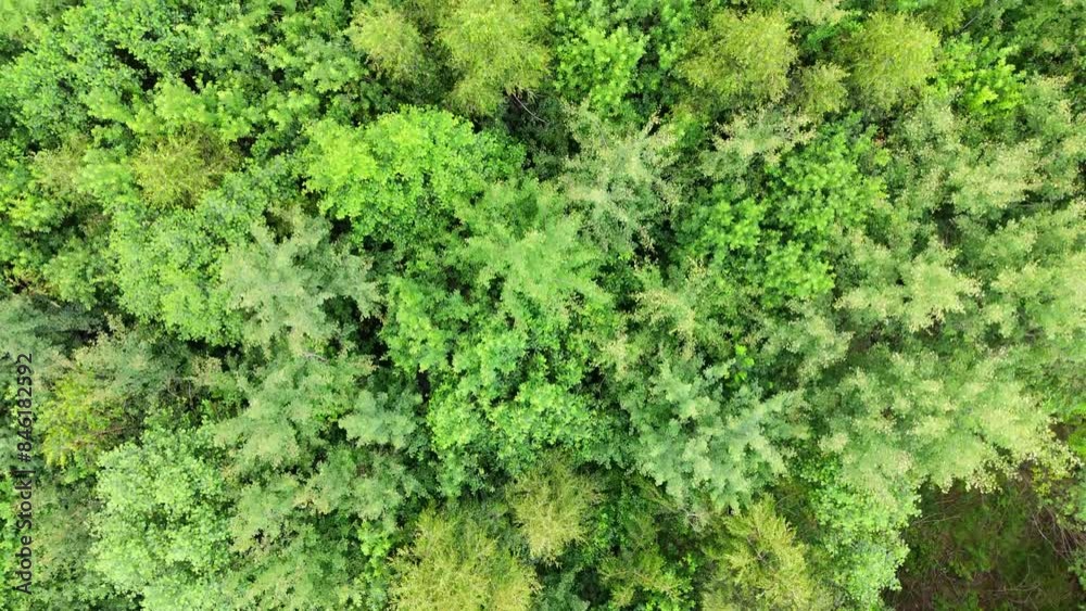 forest aerial top view. Drone view of forest forest aerial top view. Drone view of forest