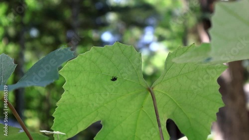 Tiny Intruder: Spotted Lanternfly Nymph on Grape Leaf. A spotted lanternfly nymph, a destructive invasive pest, rests on a vibrant green grapevine leaf, highlighting the threat to agriculture.
