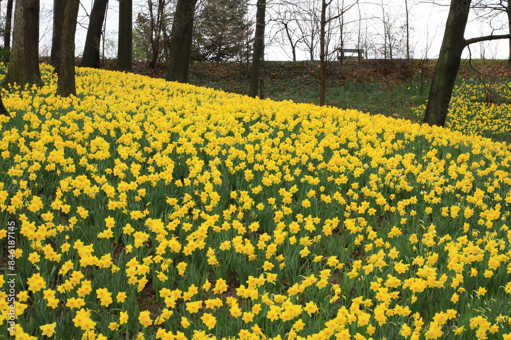 Obraz premium Daffodil flowers on a woodland hill