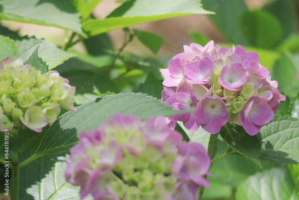 Fototapeta premium 梅雨の木蔭のピンクの紫陽花