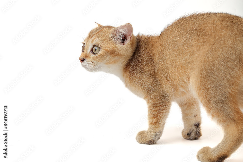 Golden orange British shorthair kitten feline actve playing waking running curious
