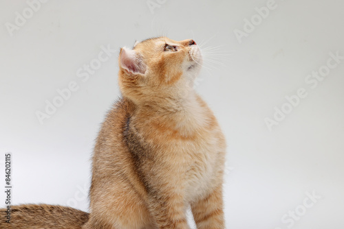 Golden orange British shorthair kitten feline actve playing waking running curious photo