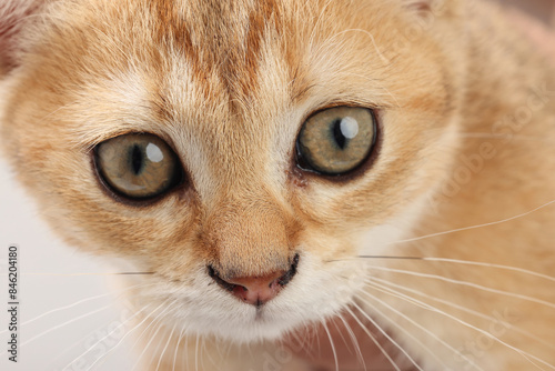 Golden orange British shorthair kitten feline actve playing waking running curious