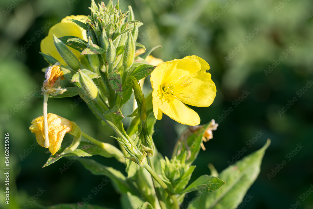 common evening-primrose, .Oenothera biennis yellow flowers closeup selective focus common evening-primrose, .Oenothera biennis yellow flowers closeup selective focus