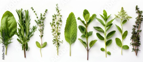 Herbs collection freshly picked and set against a white backdrop.