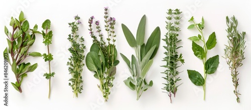 Herbs collection freshly picked and set against a white backdrop.