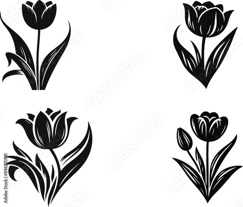 Tulip flower vector, flower vector