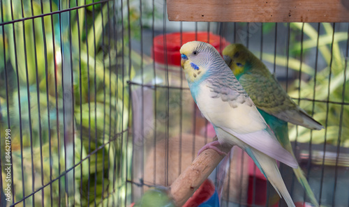 love in cage of pirot bird live in the zoo. photo