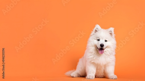 Samoyed puppy sitting on a solid orange background with space above for text