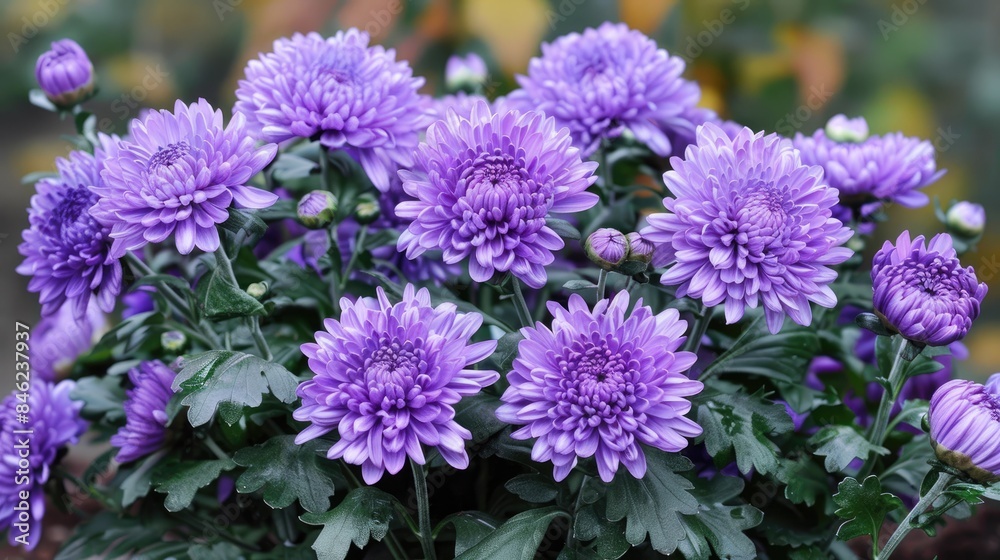 Obraz premium Elegant chrysanthemum for enhancing home and garden aesthetics