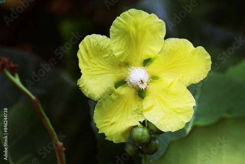 Vagina plant (Dillenia suffruticosa) with yellow flowers photo