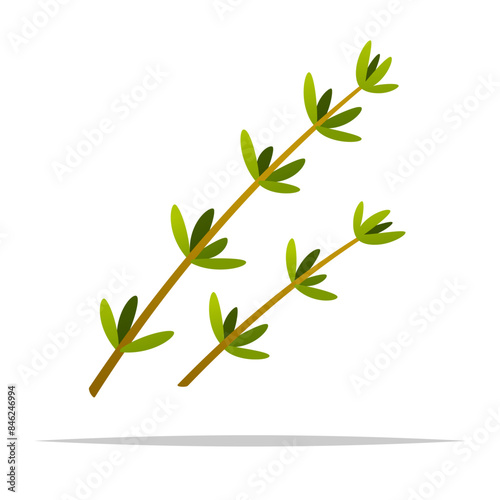 Thyme leaves vector isolated illustration