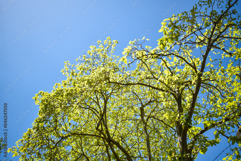 Tree with Sky Low Angle Perspective Tree with Sky Low Angle Perspective