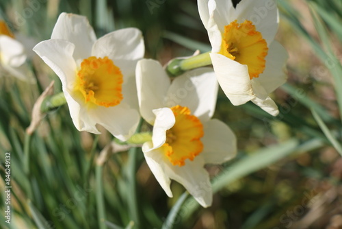 blooming daffodil