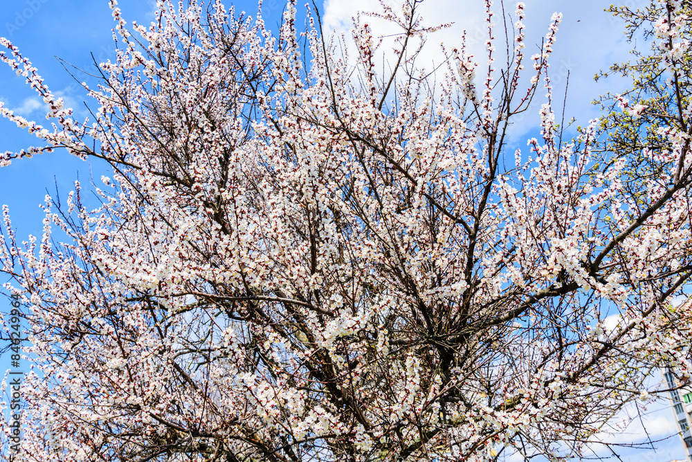 Branches of the blossoming apricot tree on spring Branches of the blossoming apricot tree on spring