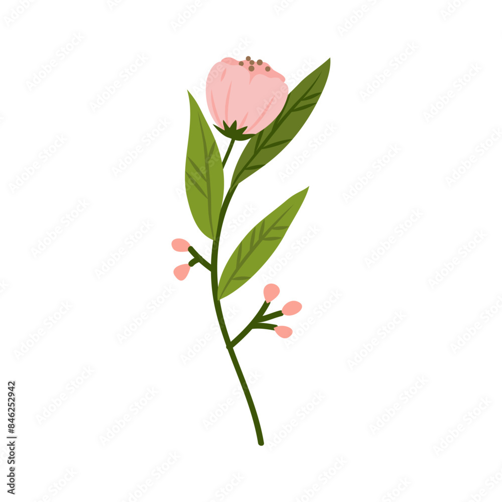 Spring blooming flowers isolated on white background Spring blooming flowers isolated on white background