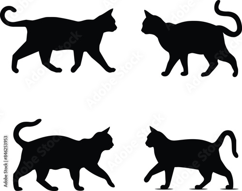 Silhouette of a cat,cat, cute cat