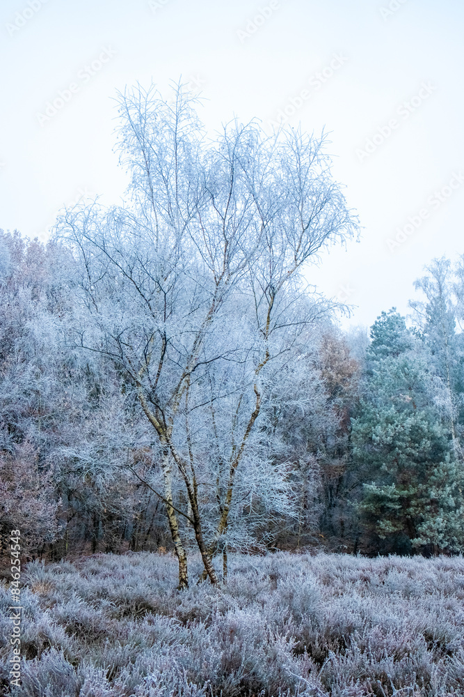 This image presents a solitary birch tree standing out in stark relief against a backdrop of a frost-encased heath. The tree's delicate branches, etched in hoarfrost, reach upwards, creating a dance This image presents a solitary birch tree standing out in stark relief against a backdrop of a frost-encased heath. The tree's delicate branches, etched in hoarfrost, reach upwards, creating a dance