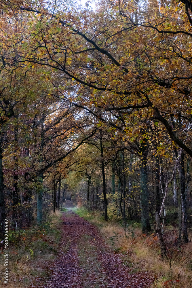 A peaceful autumnal scene, the image displays a pathway meandering through a deciduous forest, flanked by trees adorned with the golden and russet leaves of fall. The overcast sky provides a soft A peaceful autumnal scene, the image displays a pathway meandering through a deciduous forest, flanked by trees adorned with the golden and russet leaves of fall. The overcast sky provides a soft