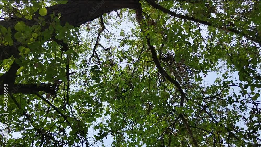 Tree branches and leaves view from near with sunny sky in background, Full HD Tree branches and leaves view from near with sunny sky in background, Full HD