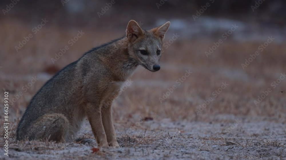 Crab-eating Fox dawn sitting and walks away Slow mo Crab-eating Fox dawn sitting and walks away Slow mo