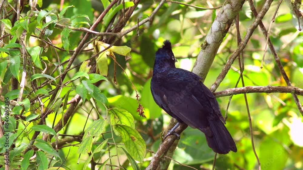 Perched Rainforest Umbrella Bird in cloud forest Perched Rainforest Umbrella Bird in cloud forest
