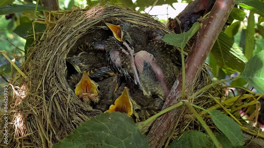 Close-up view of a nest with baby birds on a cherry tree. The tiny birds are nestled closely together, with their beaks open, capturing a moment of nature's beauty and the early stages of bird life Close-up view of a nest with baby birds on a cherry tree. The tiny birds are nestled closely together, with their beaks open, capturing a moment of nature's beauty and the early stages of bird life