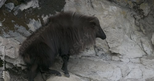Drone captures a Himalayan Thar standing majestically on a cliff in Nepal. High-resolution, dramatic, and stunning view of wildlife in its natural habitat photo