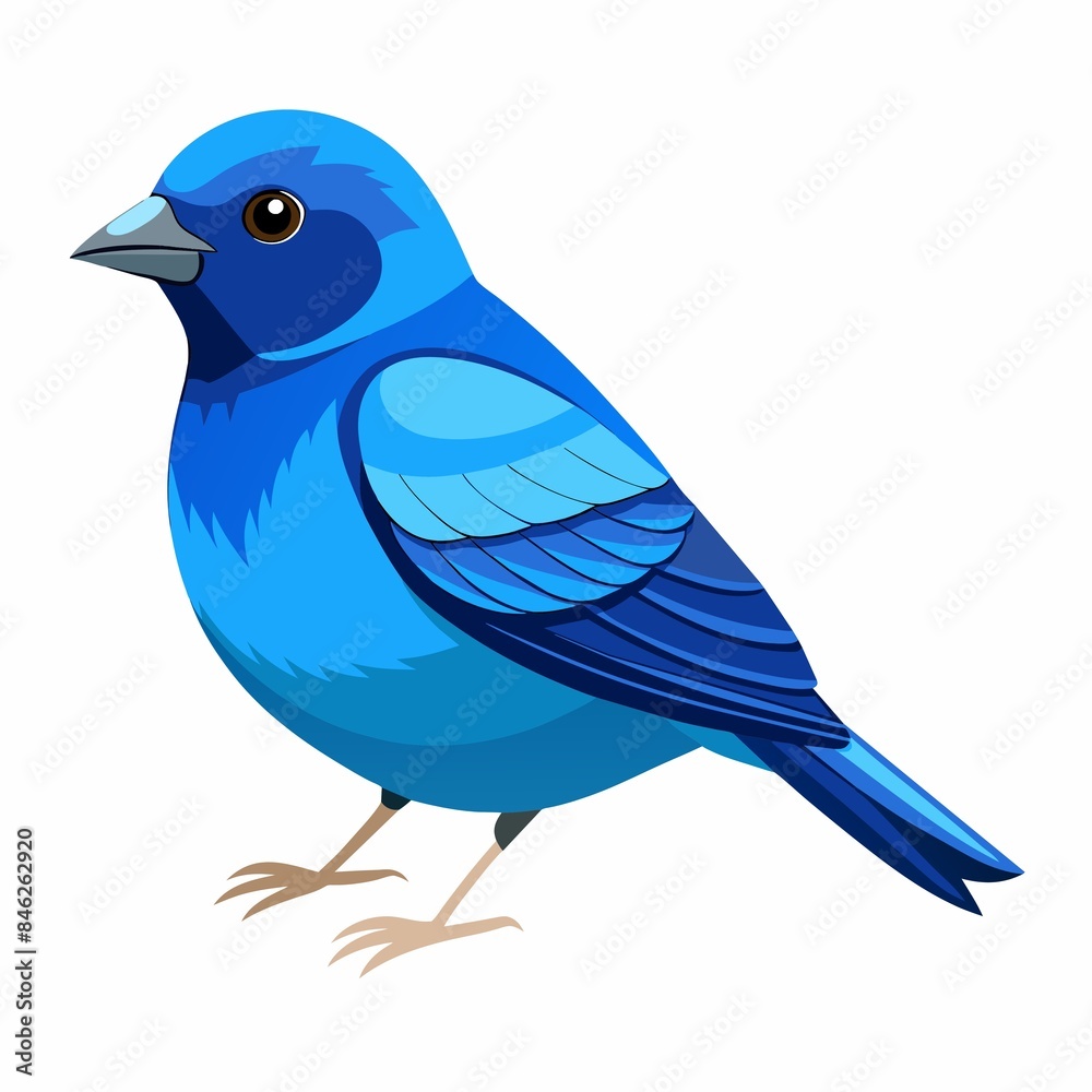 blue bird isolated blue bird isolated