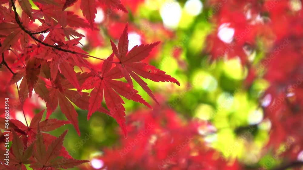 秋風に揺れる紅葉した楓のクローズアップ 4K