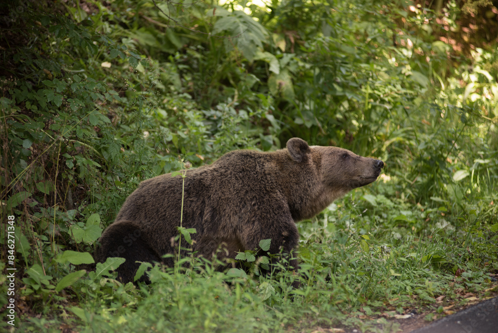 Brown bear in the wilderness, Ursus arctos Brown bear in the wilderness, Ursus arctos