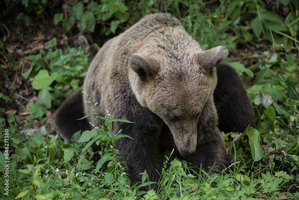 Brown bear in the wilderness, Ursus arctos Brown bear in the wilderness, Ursus arctos
