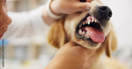 Vet, healthcare and doctor with dog in clinic for examination, dental care and assessment. Volunteer, animal shelter and veterinarian with puppy for wellness, treatment and health at adoption center