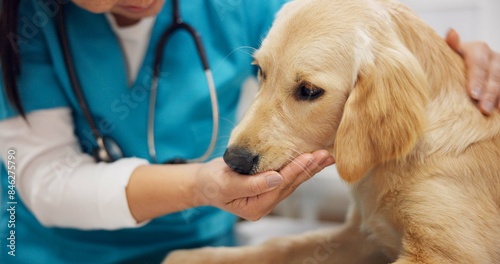 Photography Animal care, hands and dog with woman in veterinary in consultation office for growth, wellness and examination
