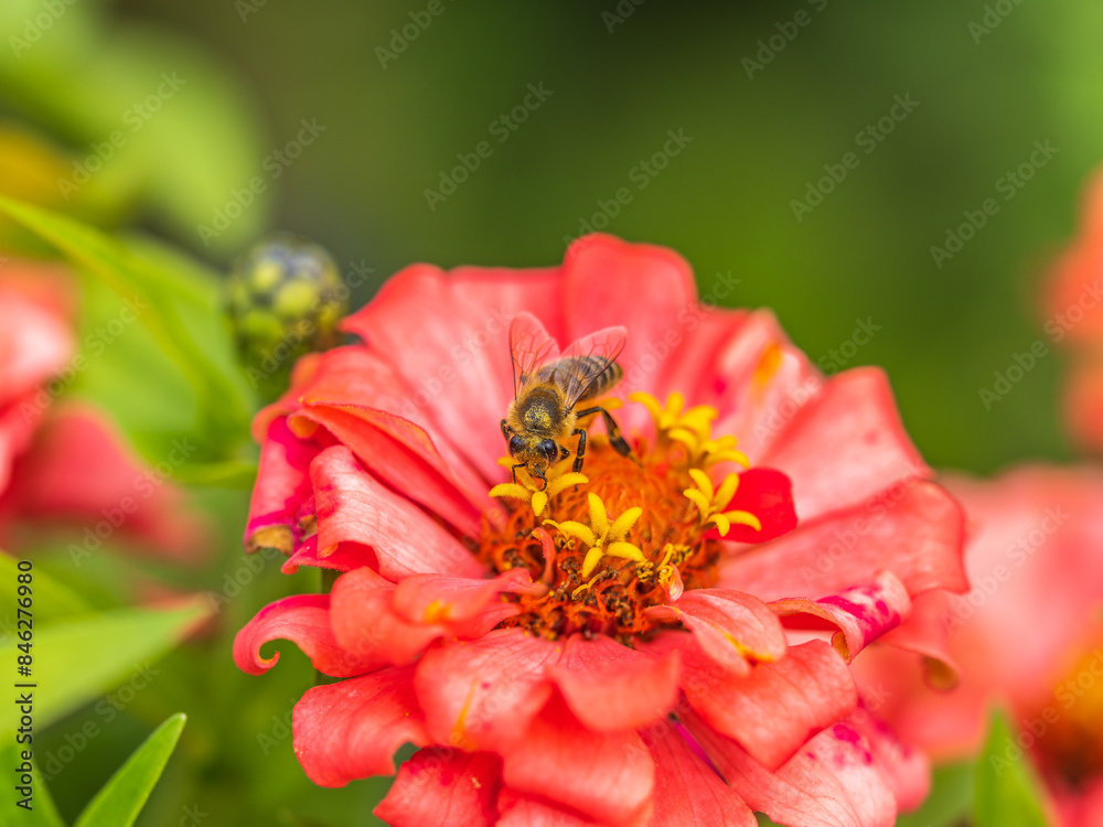 A bee collects nectar from Red marigolds flower in the garden in summer close-up. A bee collects nectar from Red marigolds flower in the garden in summer close-up.