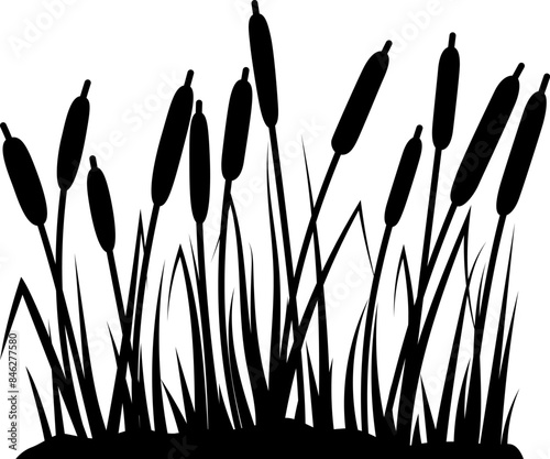 Reed silhouettes on white background. Vector illustration