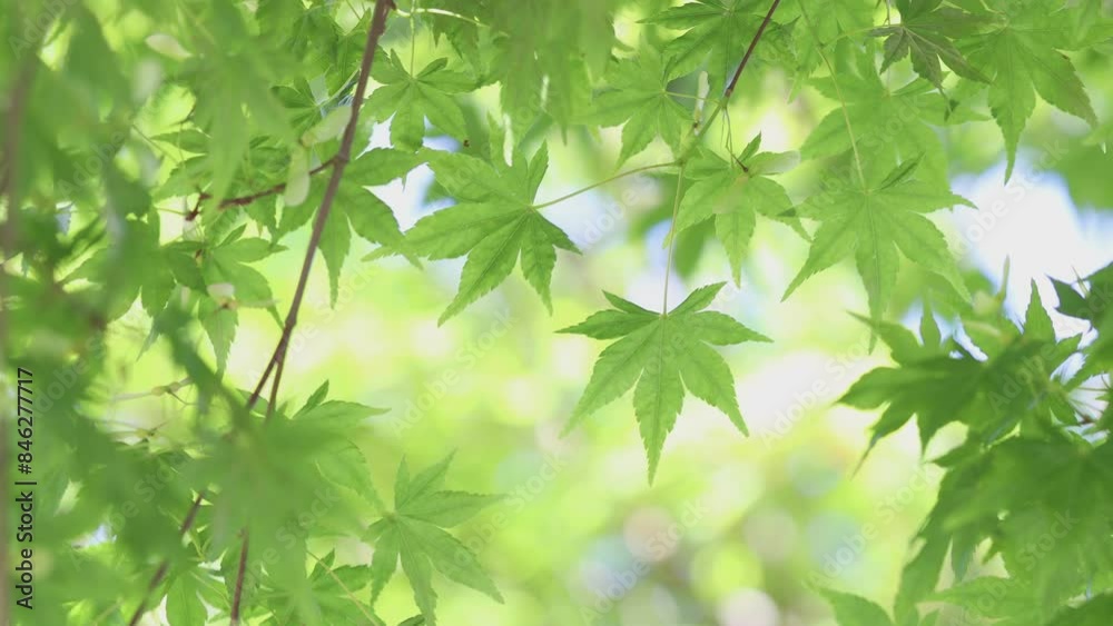 初夏の風に揺れる新緑のカエデのクローズアップ