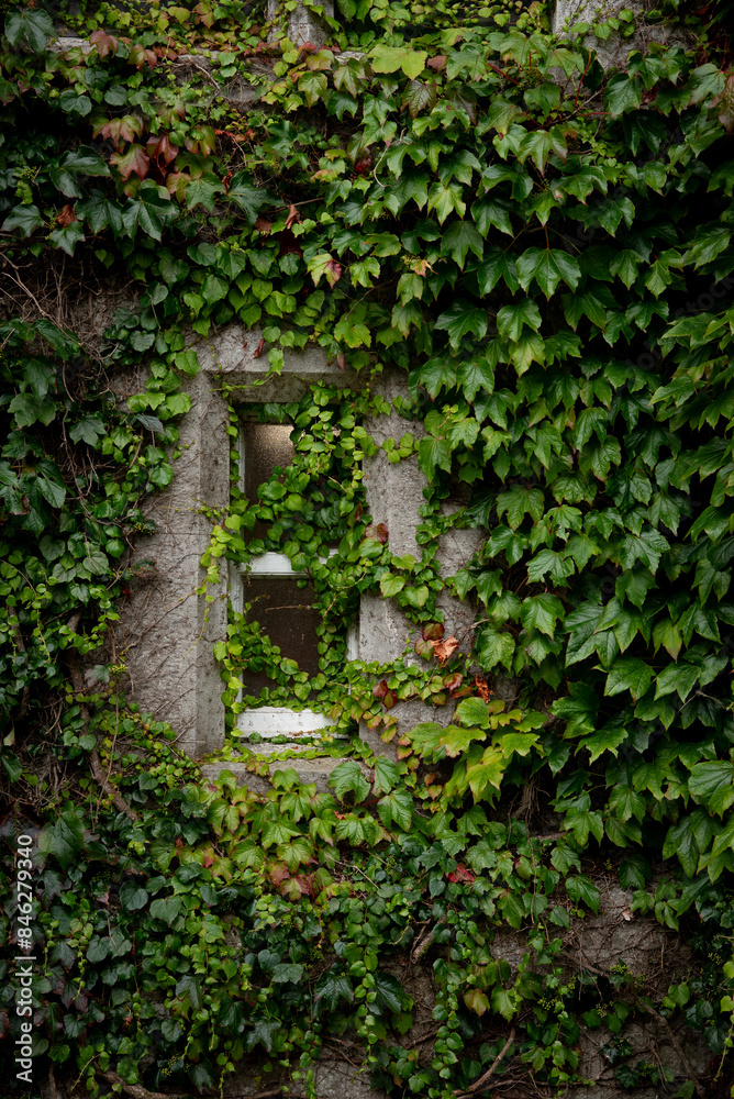 Facade of a building with wall covered with green foliage and traditional closed window Facade of a building with wall covered with green foliage and traditional closed window